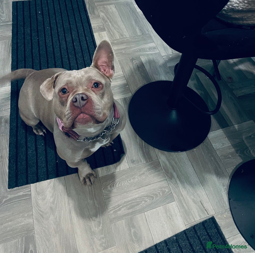 American Bully dogs for sale: Pocket bully puppy’s  - Image 29