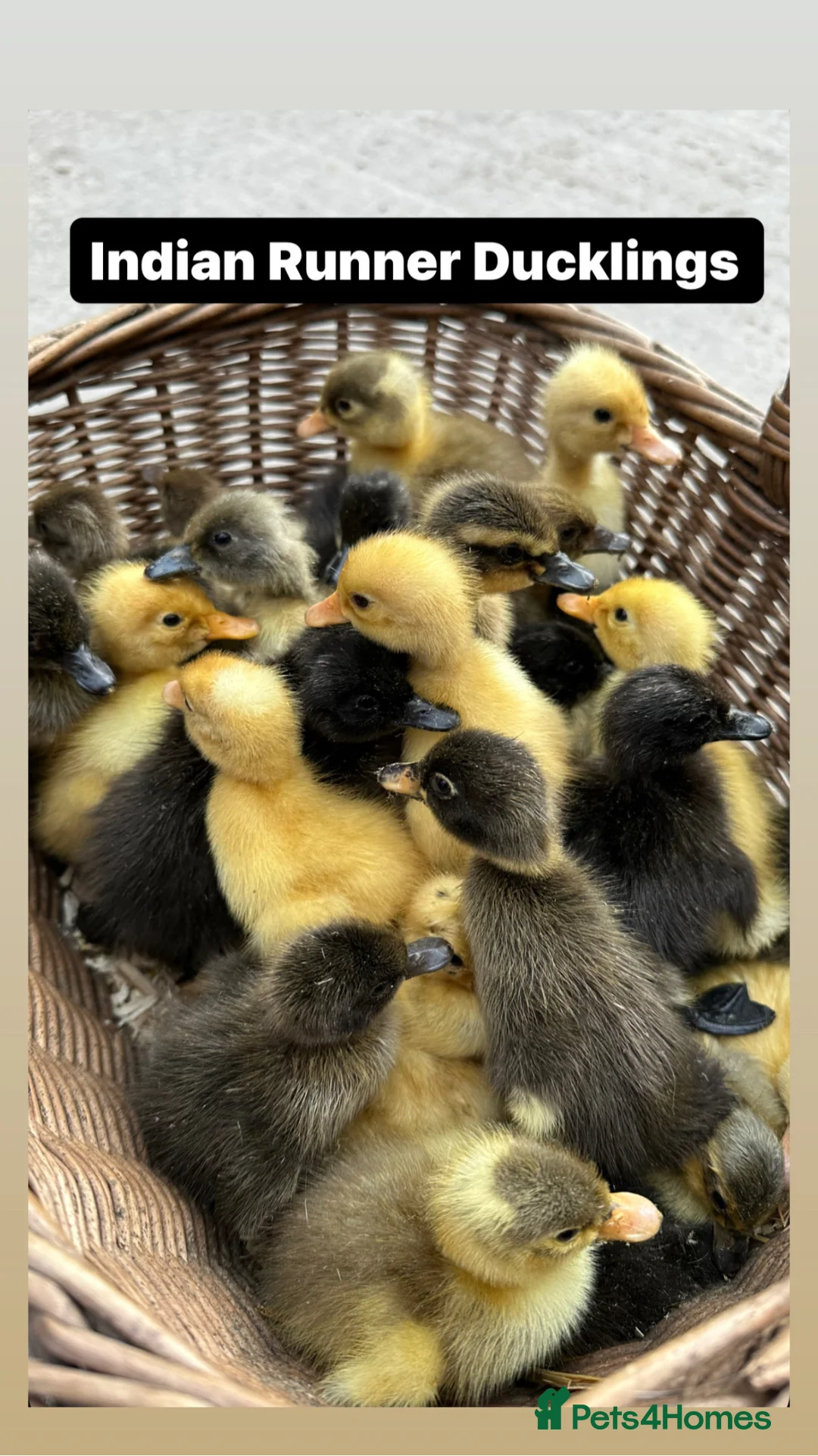 Ducks poultry for sale: Ducklings and Ducks in a range of breeds  - Advert 2