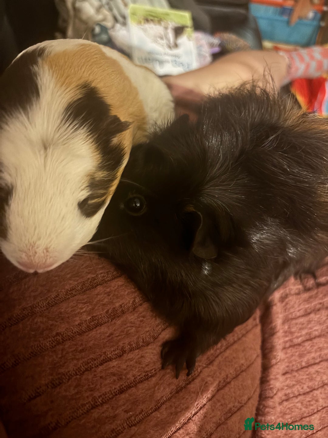 Guinea Pig rodents for sale: Two female bonded guinea pigs  - Advert 3