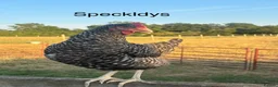 Chickens poultry for sale: Point of Lay Hybirds for Sale! 🐓  in Worcester - Advert 14