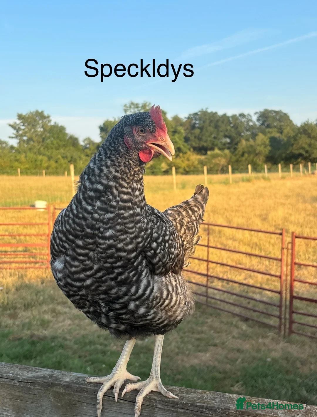 Chickens poultry for sale: Point of Lay Hybirds for Sale! 🐓  in Worcester - Advert 14