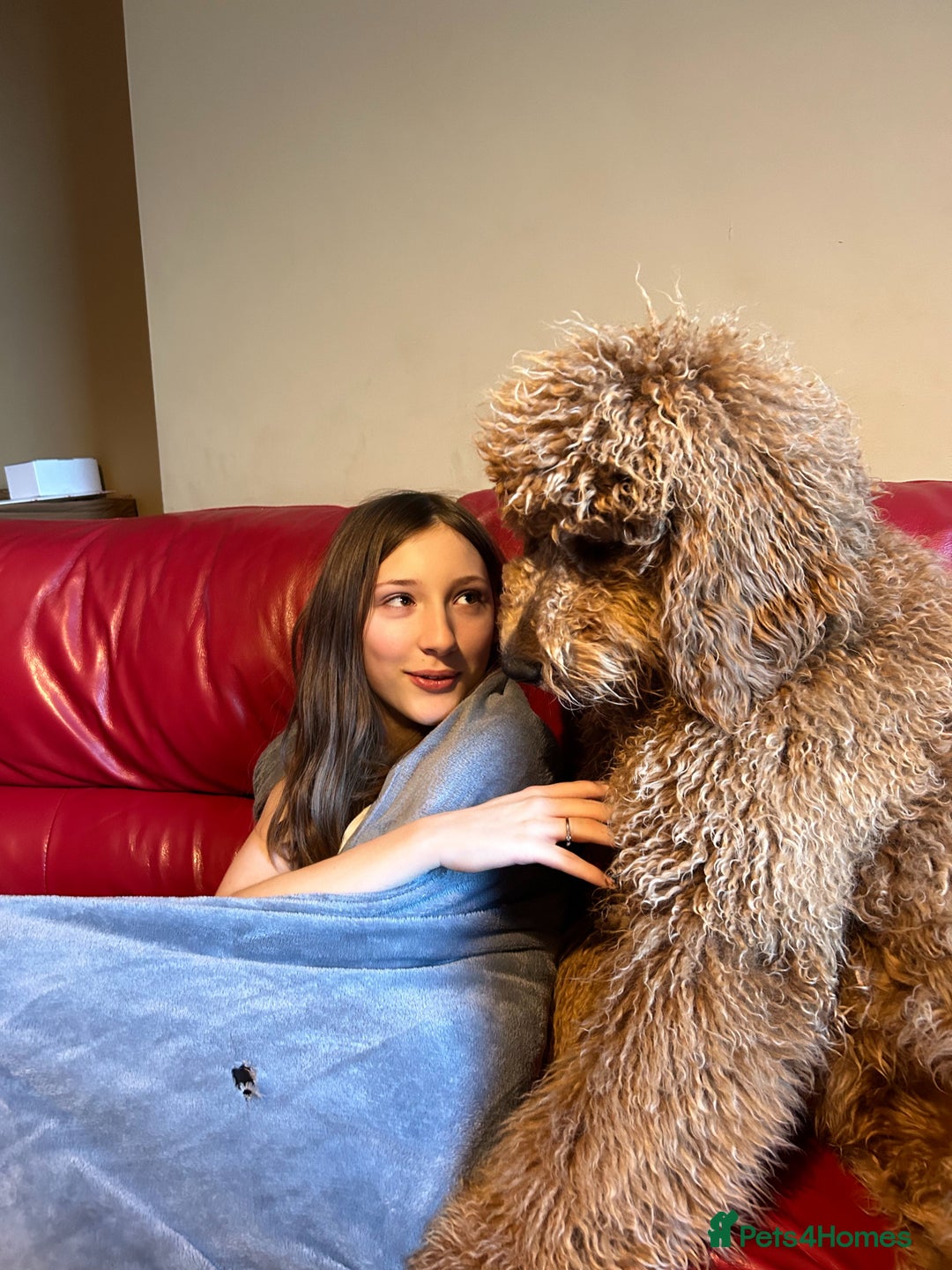 Bernedoodle dogs for stud: Bernedoodle Stud - Image 2