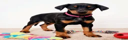 Dobermann dogs for sale: RKC Dobermann Puppies  - Advert 9