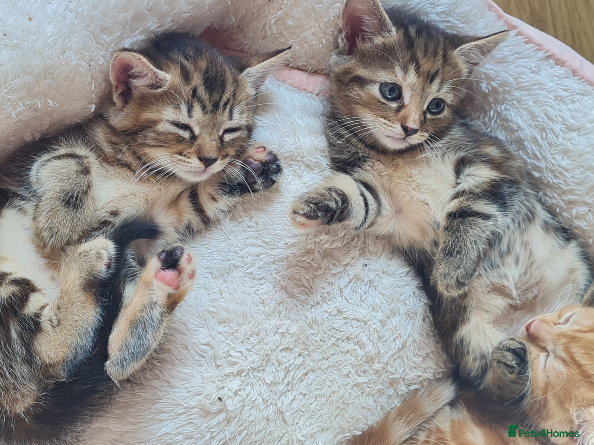 Mixed Breed cats for sale: 🐾 Beautiful Ragdoll Cross Kittens – £290 Each 🐾 in Greenford - Advert 2