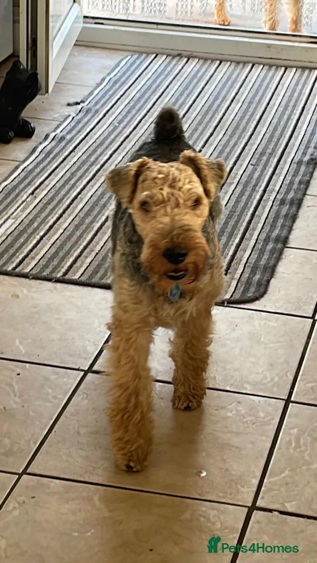 Lakeland Terrier dogs for sale: Kc registered Lakeland puppies in Shaftesbury - Advert 2