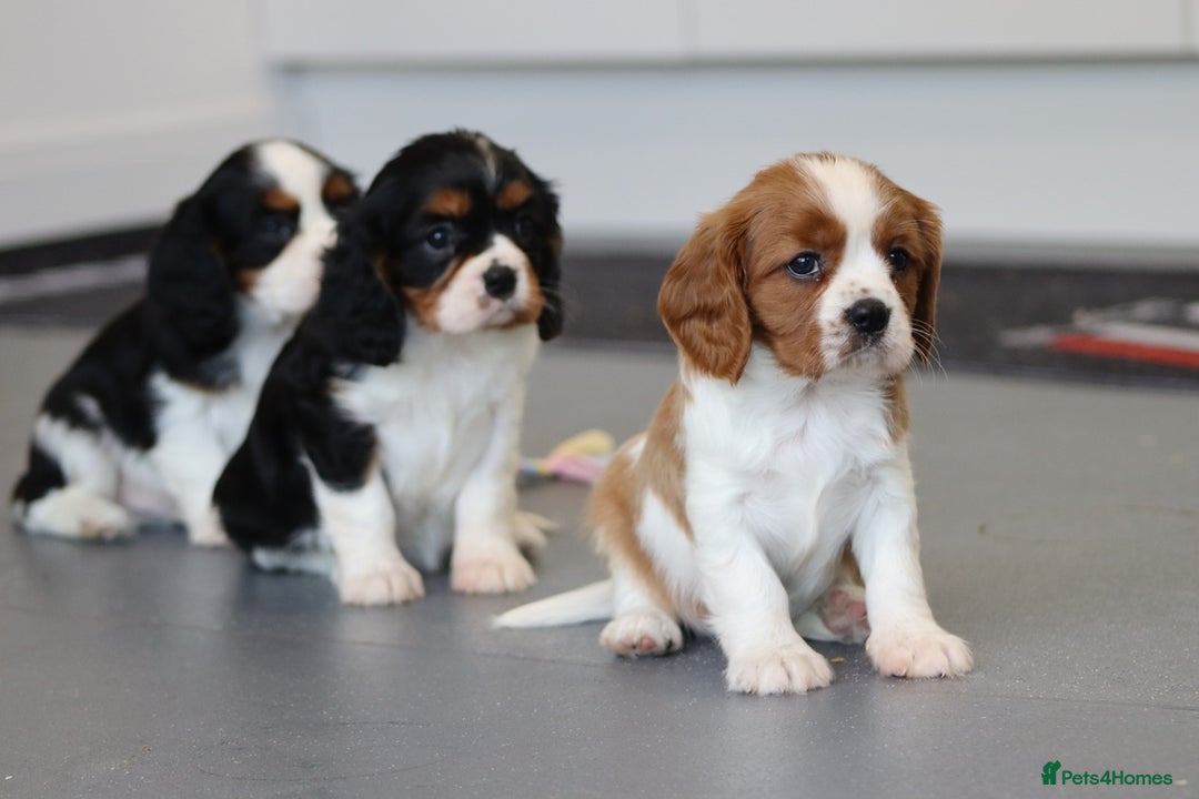 Cavalier King Charles Spaniel dogs for sale: Cavalier King Charles Puppies for sale - Advert 33