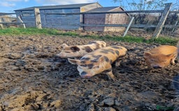 Pig livestock for sale: Piglets - Advert 7