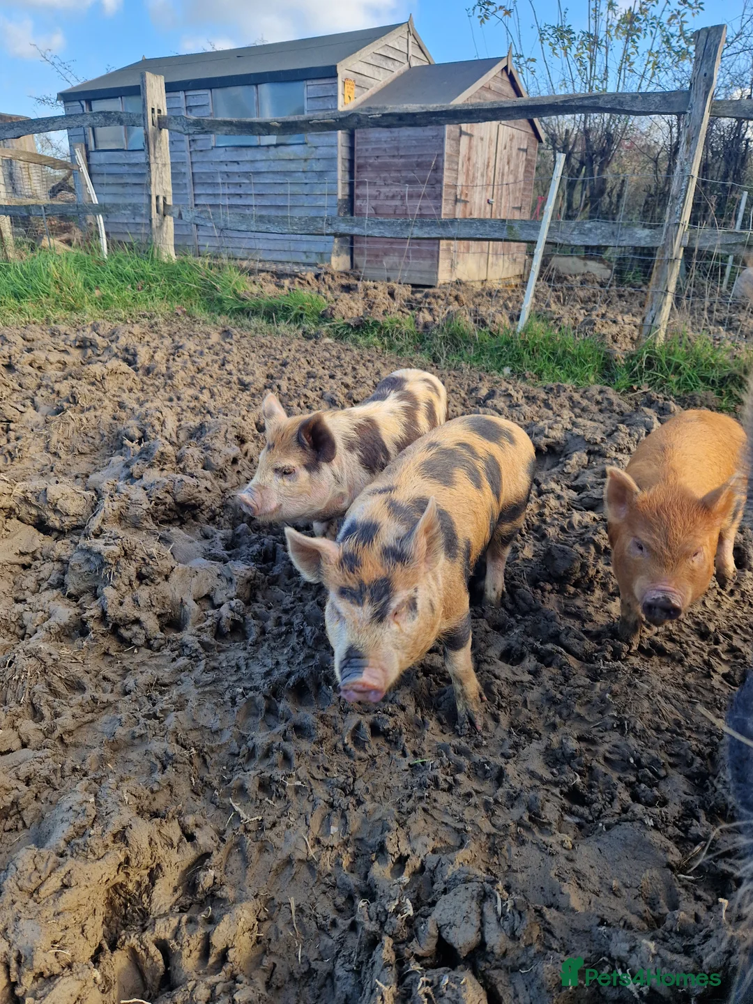 Pig livestock for sale: Piglets - Advert 7