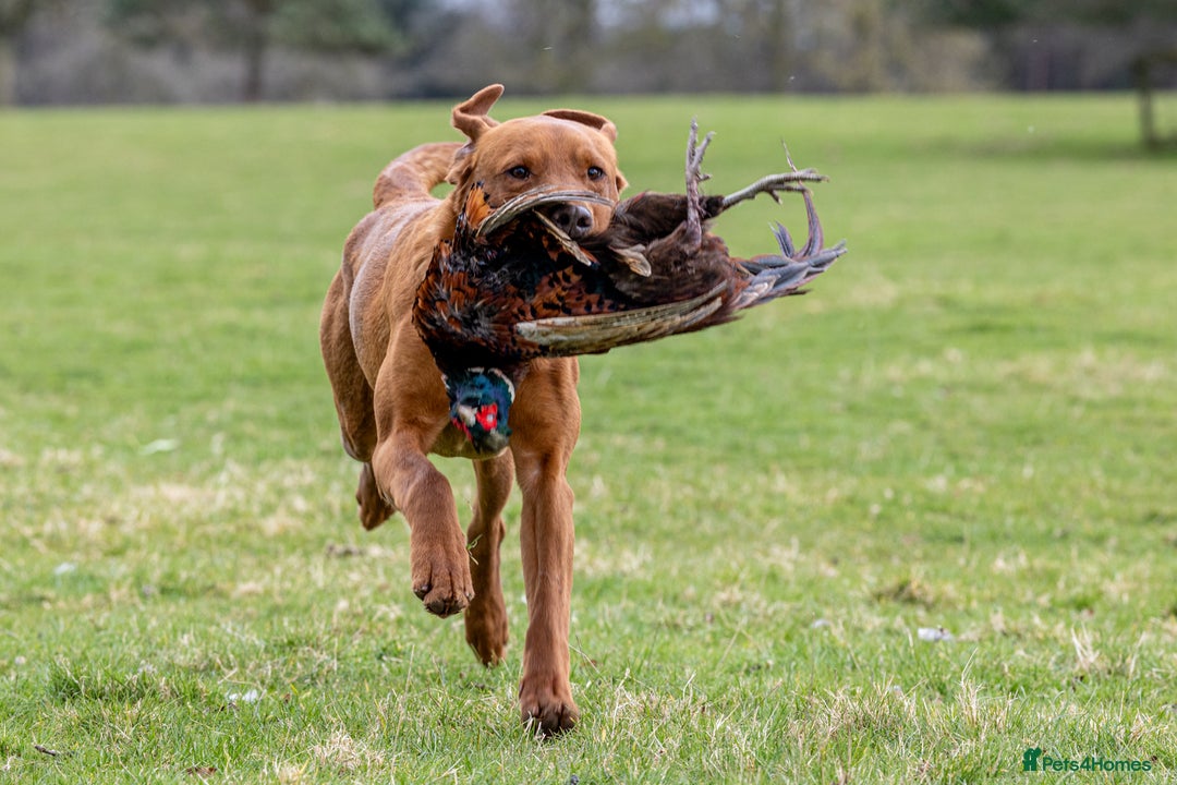 Labrador Retriever dogs for stud: ✨PROVEN FULLY HEALTH TESTED WORKING RED LABRADOR✨ in Hawes - Advert 10