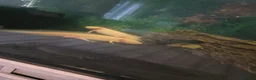 Mixed Breed invertebrates for sale: 5 x axolotls  in Bedlington - Advert 4