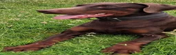 Dobermann dogs for stud: Chocolate & Tan Dobermann for Stud  - Advert 2