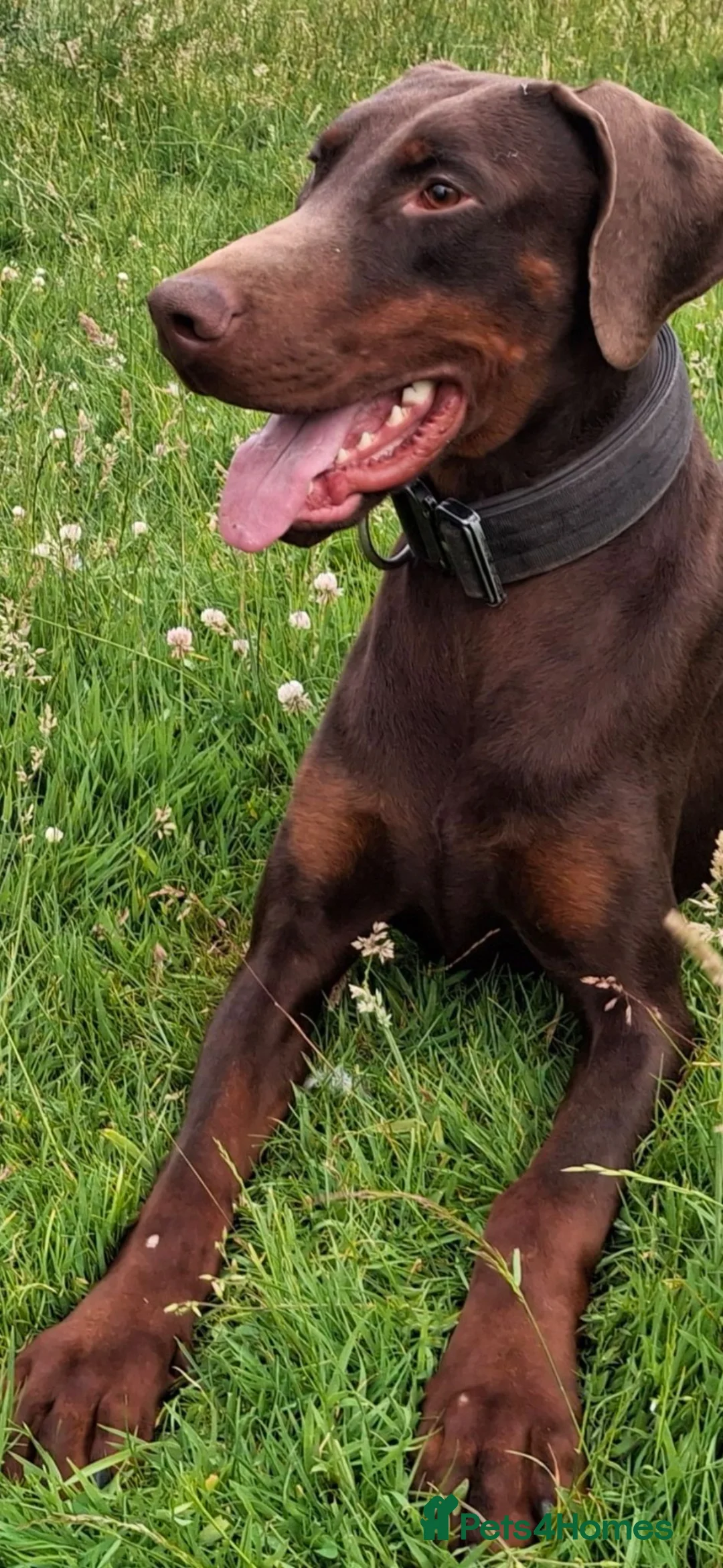 Dobermann dogs for stud: Chocolate & Tan Dobermann for Stud  - Advert 2