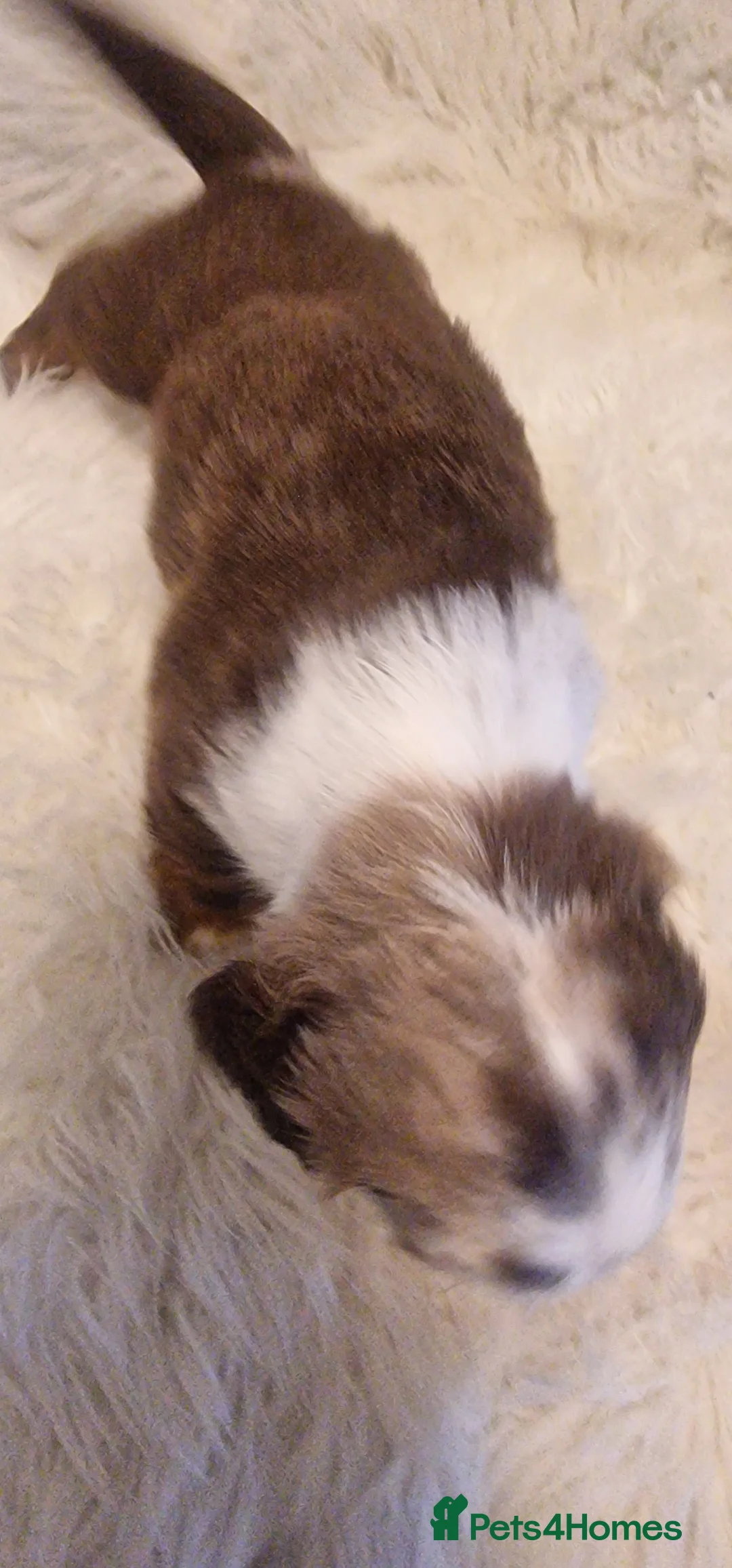 Miniature Dachshund dogs for sale: READY to GO FULL Vac Mini Dachshund smooth  - Advert 27