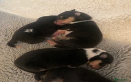 Rough Collie dogs for sale: Tricolour Collie (Rough) male puppies - Image 2