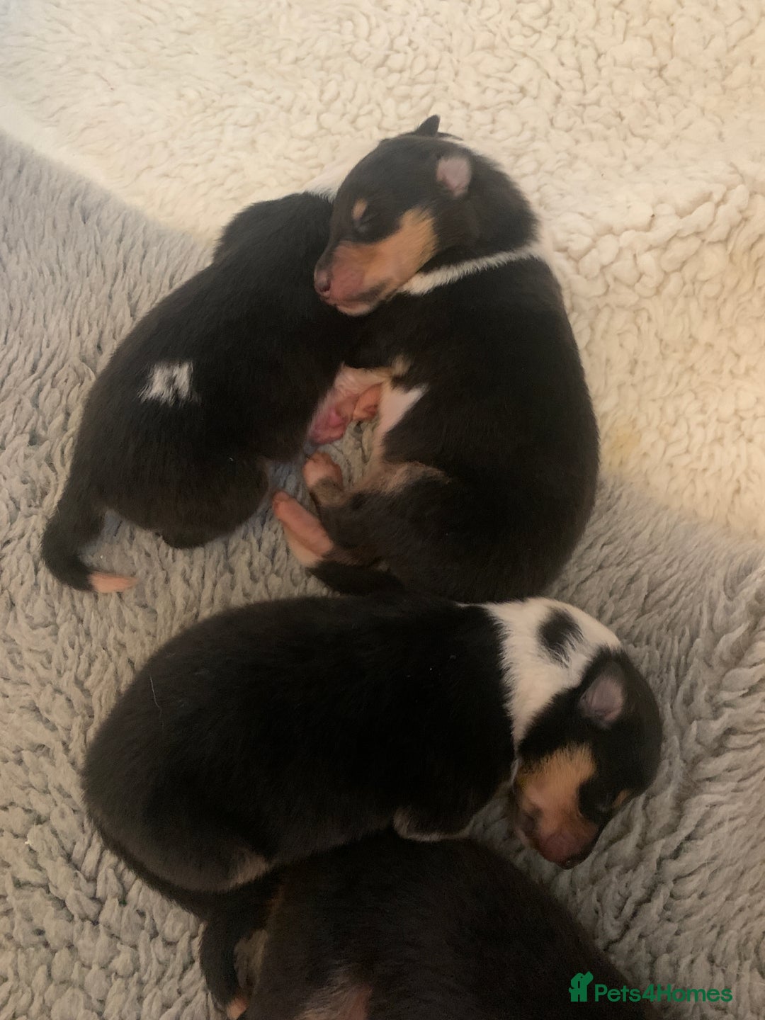 Rough Collie dogs for sale: Tricolour Collie (Rough) male puppies - Image 2