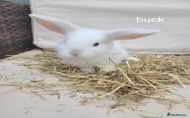 Mini Lop rabbits - Advert 1