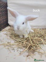 Mini Lop rabbits - Advert 2