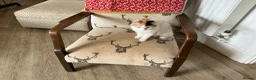 Mixed Breed cats for sale: BEAUTIFUL KITTENS in Cullompton - Advert 3