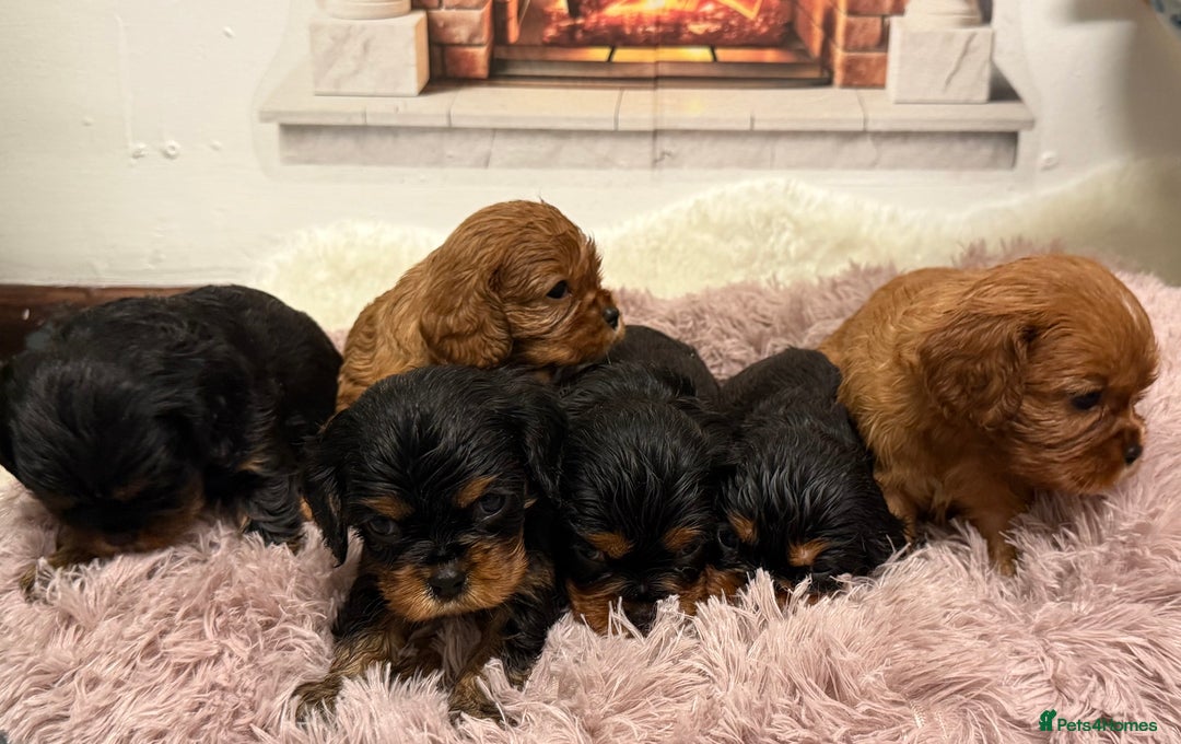 Cavalier King Charles Spaniel dogs for sale: KC King Charles Cavalier Puppies for sale  - Advert 22