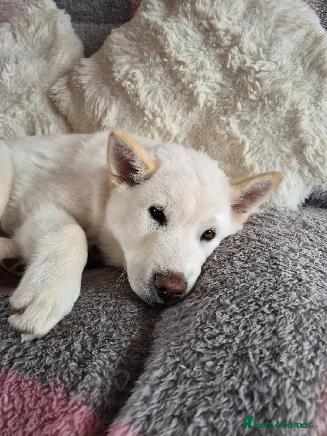 Mixed Breed dogs for sale: Siberian husky/ chow chow (chowski) - Advert 2