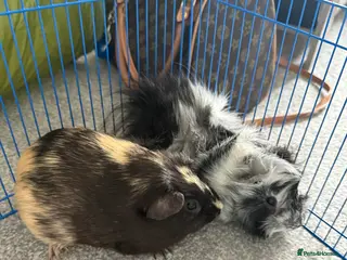 Guinea Pig rodents 2 male Guinea Pigs in Hereford - Advert 13