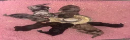 Cockapoo dogs for sale: 💖 Exceptional F1 Cockapoo Puppies 💖  - Advert 3