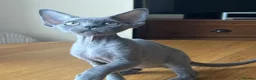 Devon Rex cats for sale: Solid blue pedigree kittens available  - Advert 16