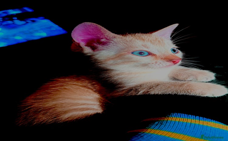 Bengal cats - Advert 11