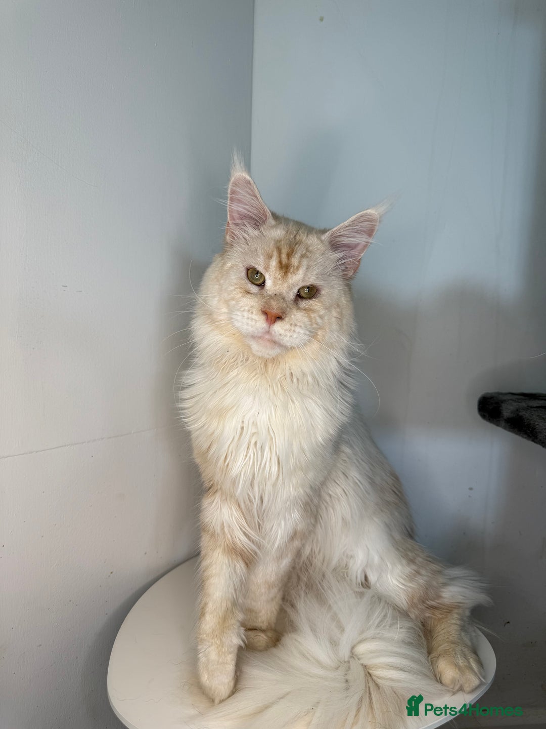 Maine Coon cats for stud: Three HANDSOME Maine Coon Studs! - Advert 9