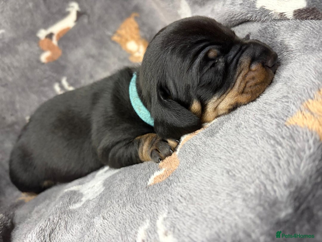 Miniature Dachshund dogs for sale: Beautiful dachshund puppies for sale  - Advert 4