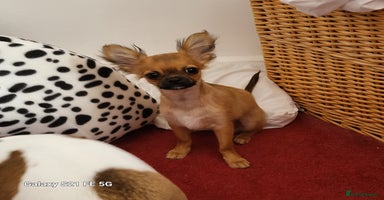 Mixed Breed dogs - Advert 6