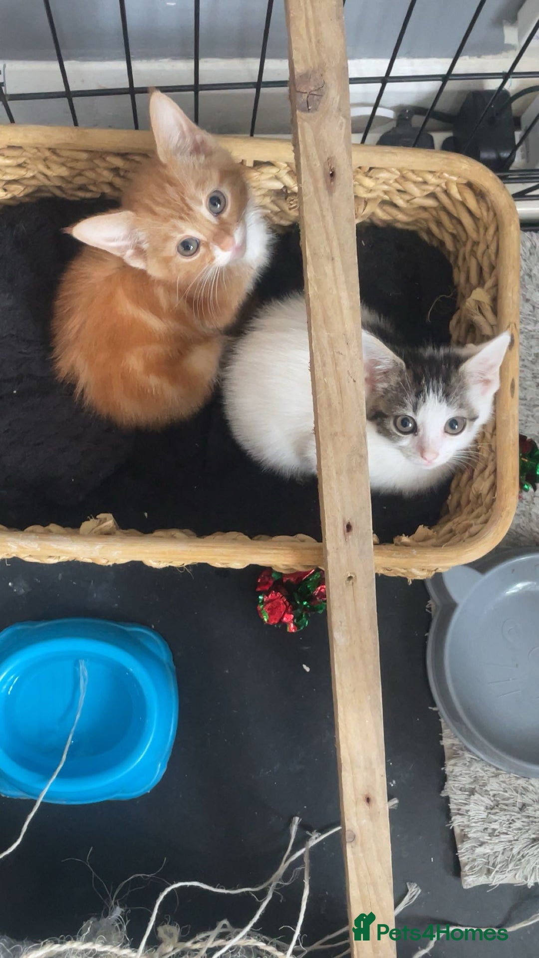 Domestic Shorthair cats for sale: 3 kittens (2 male 1 female ) - Image 3