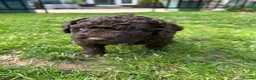 Spanish Water Dog dogs for sale: Spanish Water Dog - Advert 13