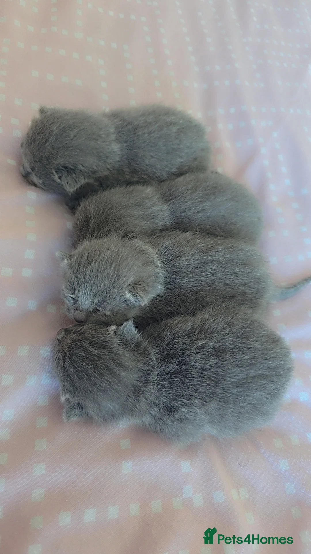 Russian Blue cats for sale: Tica Registered Russian blues - Advert 30