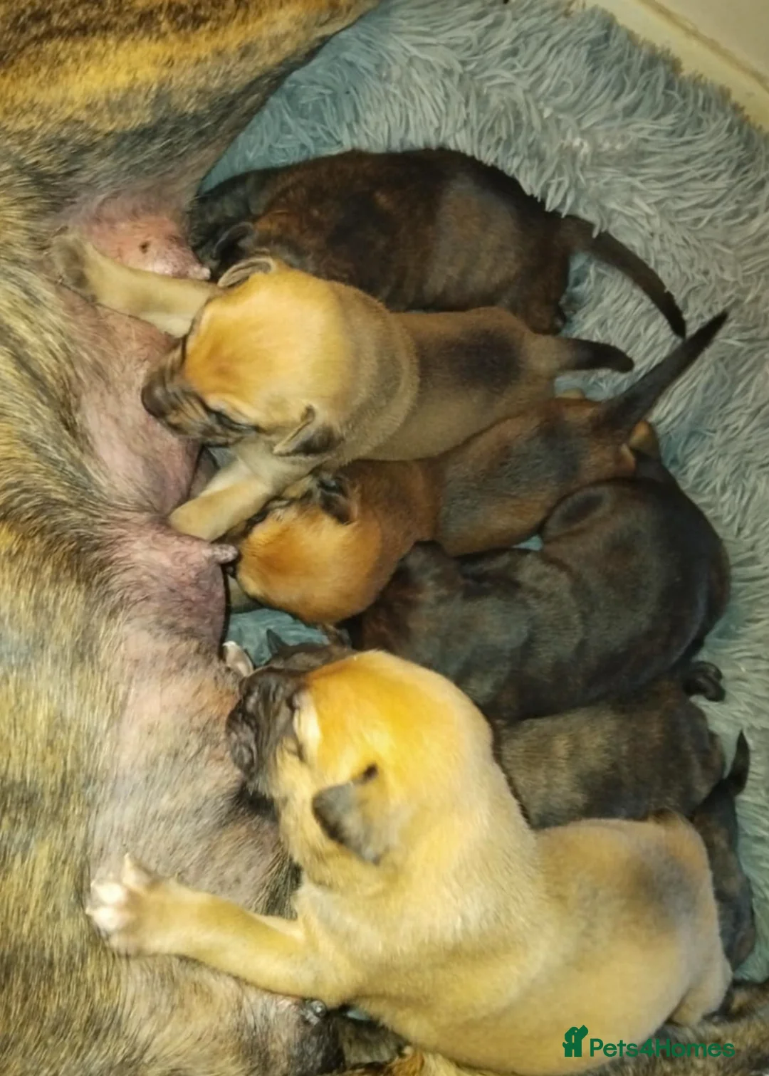 Mixed Breed dogs for sale: 5 Female Bull Lurcher Puppies for Sale - Advert 2