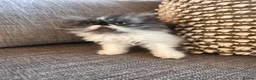 Exotic cats for sale: Exotic Persian kittens - Advert 11