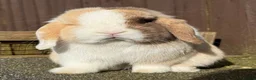 Mini Lop rabbits for sale: Chocolate Harli extreme blue eyed  - Advert 6