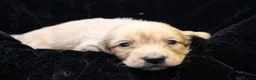 Miniature Dachshund dogs for sale: READYNOW KC cream L/H Health tested Mini Dachshund - Advert 21