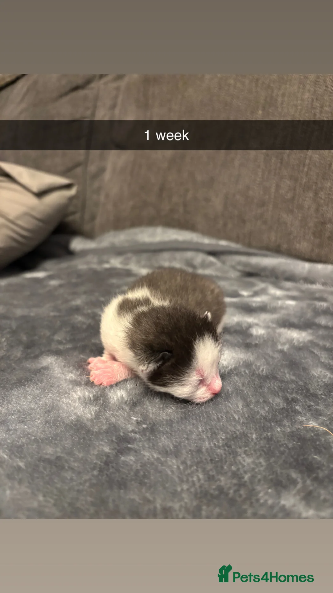 Domestic Shorthair cats for sale: 4 baby kittens  - Advert 4