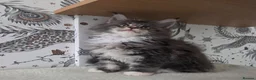 Maine Coon cats for sale: Outstanding quality Tica reg Mainecoon  - Advert 17