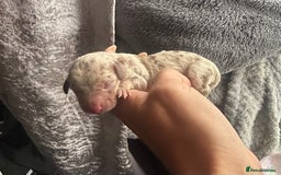 Miniature Dachshund dogs for sale: Mini Dachshund Pups- KC DOB 17/8/25 - Image 1