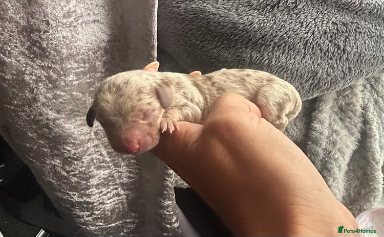 Miniature Dachshund dogs for sale - Advert 1