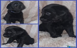 Mixed Breed dogs for sale: Rottador puppies for sale - Image 7