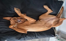 Labrador Retriever dogs for sale: 2 year old female fox red labrador  - Image 2