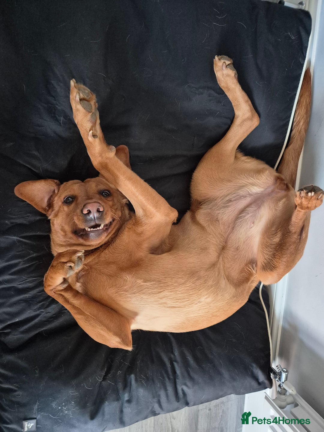 Labrador Retriever dogs for sale: 2 year old female fox red labrador  - Image 2