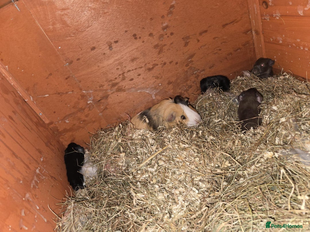 Guinea Pig rodents for sale: 11 baby guinea pigs for sale - Advert 5