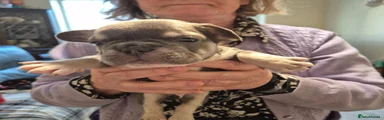 French Bulldog Puppy 6