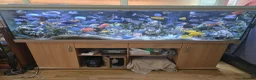 Cichlids fish for sale: 2 x fully stocked cichlids tanks for sale in Guildford - Advert 1