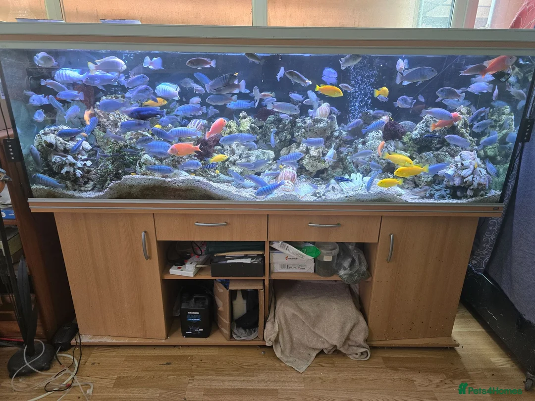 Cichlids fish for sale: 2 x fully stocked cichlids tanks for sale in Guildford - Advert 1