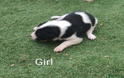 Borador dogs for sale: Beautiful litter of borador pups ready now - Image 9